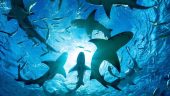 Super cool shark snorkel!