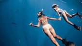 Face to Face with Sharks