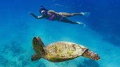 Amazing snorkeling tour with dolphins