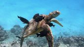 Excellent swim with turtles