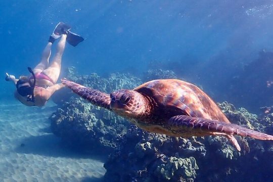 Snorkel with Turtles with Free Underwater Photos - Polo Beach