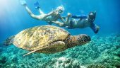 Maui Snorkel Adventure with an Experienced Guide