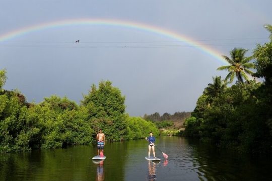Stand Up Paddle nature and Turtle tour- Guaranteed to see turtles