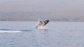 Whale Watching - Heres the Scoop