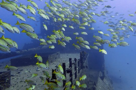 Small-Group Deep Dive in Oahu with Shipwreck and Reef
