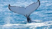 Whales and Waterfalls