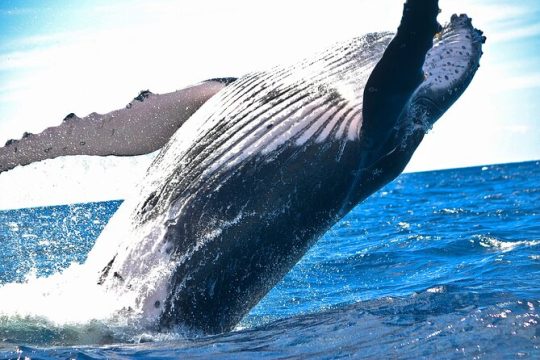 Two hours Ma'alaea Humpback Whale Watching Exclusive to 6 Guests