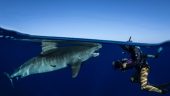 Open Water Shark Dive