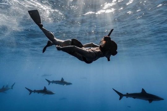 Open Water Shark Dive