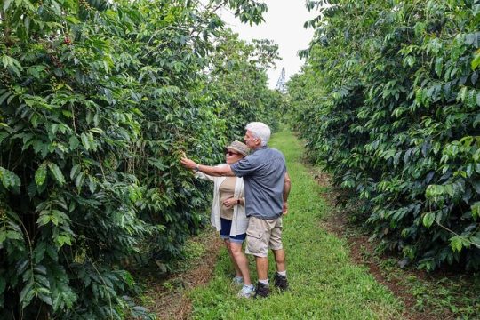 Kona Coffee from Crop to Cup: Private Coffee Farm Tour in Hawaii