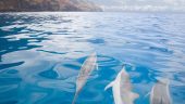 Na Pali charter boat trip