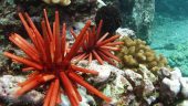 Best snorkeling experience!