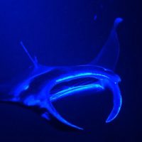 Swim with Dolphins