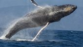 Epic whale watching!