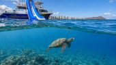 Turtles, dolphins, snorkeling, fun!