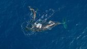 Wow! If you want to see whales up close, these folks deliver!!