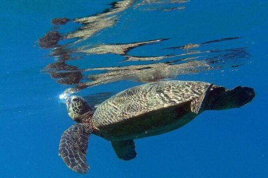 Private Group Snorkel Adventure on Tropical Reef with Sea Turtles