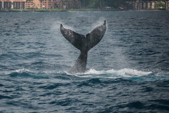 2hr Koa Kai Whale Watch Adventure