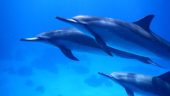 Spinning dolphins