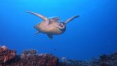 Exceptional Diving Experience with Aaron’s Dive Shop