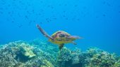 Stunning underwater views
