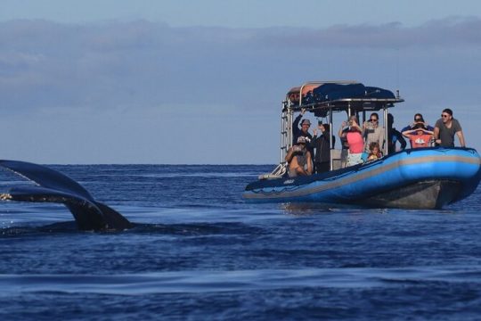 The Ultimate 12 pm Whale Watching Tour (1 hr 30 min)