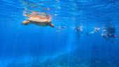 Best snorkeling on Oahu 🤙🏻