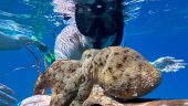Makena Snorkel