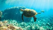 Snorkeling at Anini