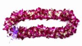 Aloha Welcome & Beautiful Lei