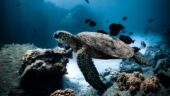 Swimming with Turtles