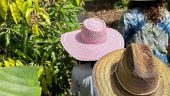 Maui Mango Tour - Impressive!