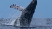 Amazing whale watching North Shore Oahu