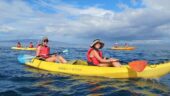 A Spectacular whale watch and snorkel experience!!