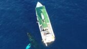 Private Whale Watch Tout