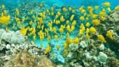 5 Star Snorkel