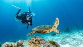 Night Shore Dives @ Koloa Landing