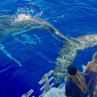 Holiday & Seasonal Tours