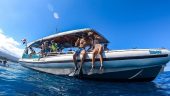 Awesome dolphin watching and snorkeling adventure! 