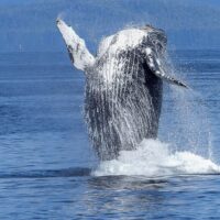 Holiday & Seasonal Tours