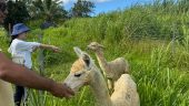 Amazing Alpaca Experience