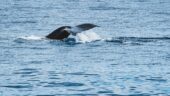 Whale Watching tour w/JJ