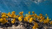 Snorkel