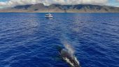 Highly Recommended Whale Watch