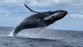 Whale of a tail