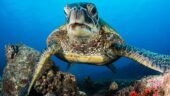 Diving the Nepali coast