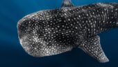 Ocean Care and Fun Wildlife
