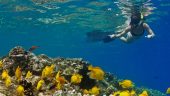 Big Island snorkeling