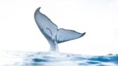 Great whale watching tour