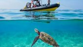 Brilliant trip. Lots of Turtles😊